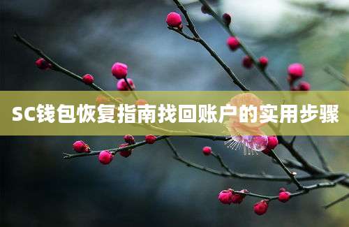 SC钱包恢复指南找回账户的实用步骤